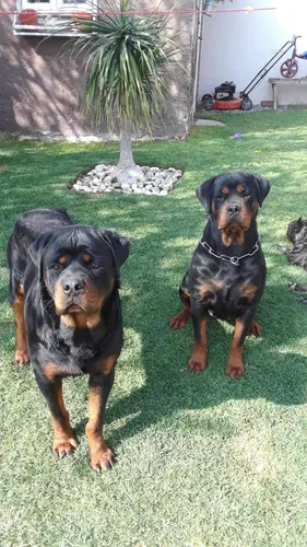 Rottweiler Gigante Cachorros Linea Americana Los Mejores | Meses sin ...