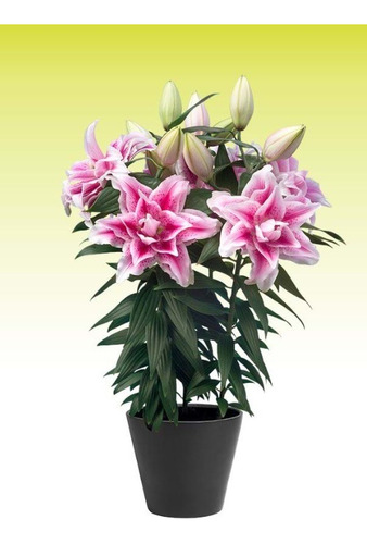 Bulbos Lilium Perfumado Flor De Rosa Roselily X3 Bulbos