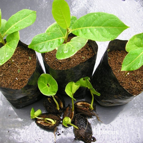 15 Plántulas (árbol) De Almendro Indio (terminalia Catappa)