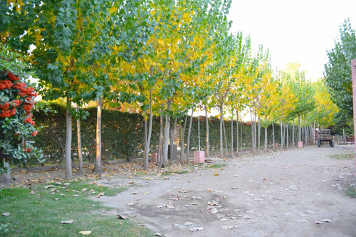 Imagen 2 de 18 de Canchas En Venta En General Roca
