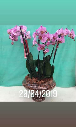 Imagem 2 de 5 de Decoração E Manutenção De Jardim