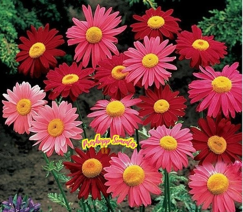 400 Sementes Da Flor Piretro Hibrido Mix Parece Margarida