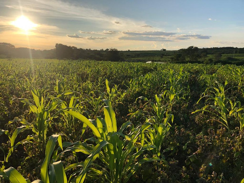 Imagem 21 de 25 de Linda Fazenda Na Bahia!!!!!