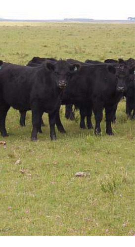 Imagen 3 de 3 de Vendo 575 Hectáreas ( Artigas. Uruguay )