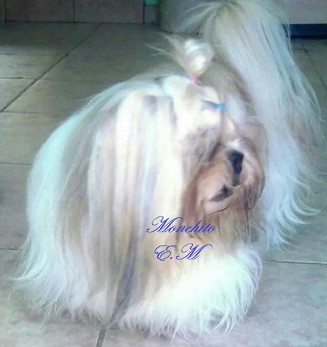 Shitzu Cachorros Mini Toy Vacunados Garantìa De Pureza