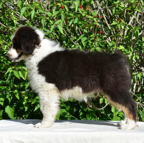 Cachorro Australian Shepherd, Queda El Mejor! Pronta Entrega