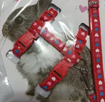 Comprar Arnés Para Conejos 