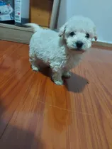 Comprar Hermosos Bebecitos Poodle 