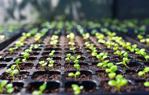 Sustrato Peat Moss Germinador De Semillas Maceta Jardín 3.8l