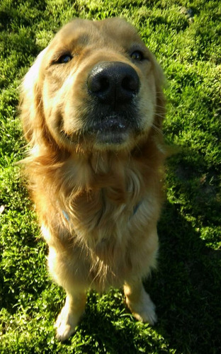 Imagen 2 de 6 de Guardería Canina Rincon De Tortuguitas