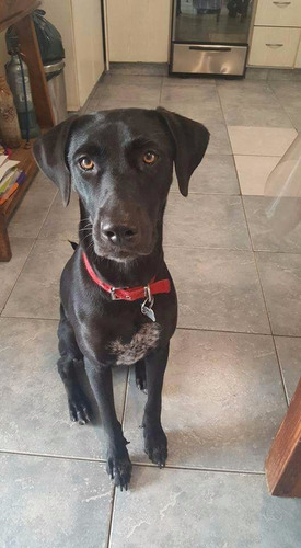 Perra Mestiza De Weimaraner