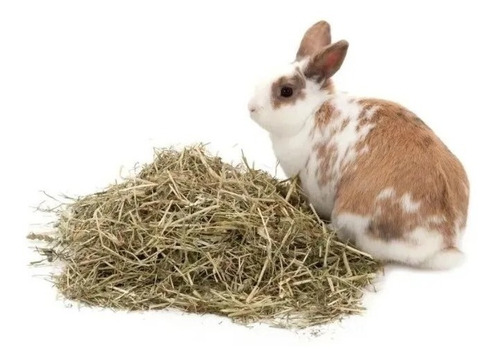 Imagen 4 de 10 de Alfalfa / Heno En Rama 500g Para Cobayo Conejo Nelsoni Ranch