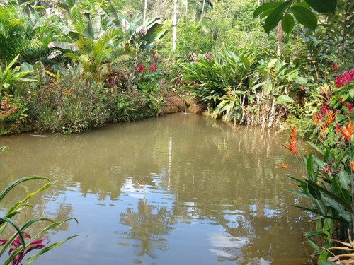 Imagem 18 de 28 de Linda Chácara No São João Da Graciosa Em Morretes-3.661,00 Metros - Ch0146
