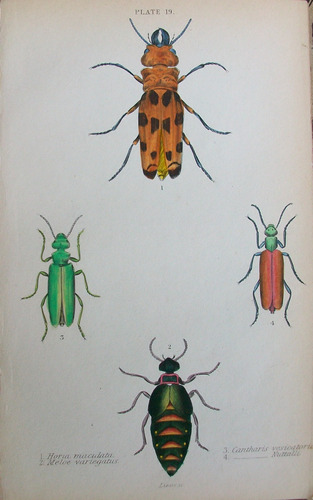 Insectos Grabado Coloreado 10 X 16,50 Edimburgo 1833 Nº 19