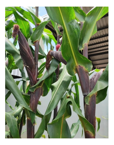 Semente De Milho Crioulo Orgânico Sabugo Roxo 1.500 Sementes