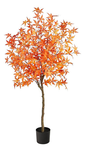 Arce Tridente  ( Acer Buergerianum )