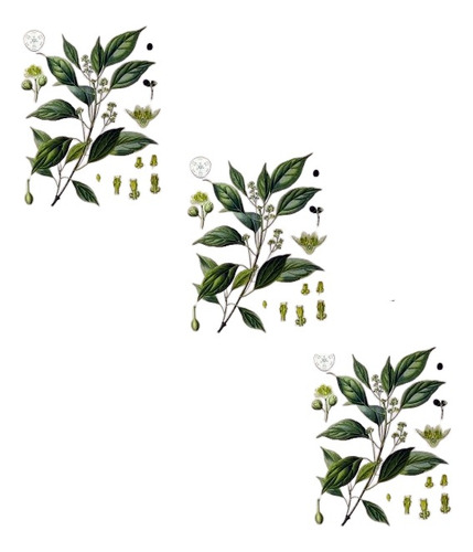 Planta De Alcanfor (cinnamomum Camphora)