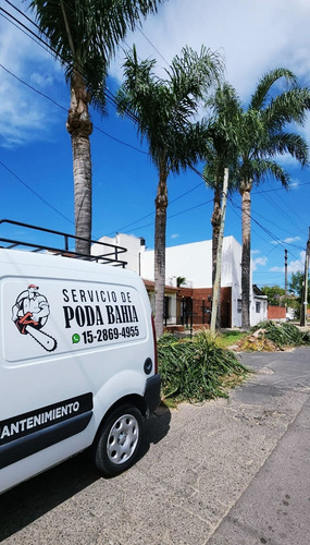 Poda De Arboles Tala Extracciones De Raiz Escalador Palmeras