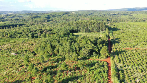Se Vende Chacra En San Ignacio Misiones. Yerba, Forestación Y Arroyo