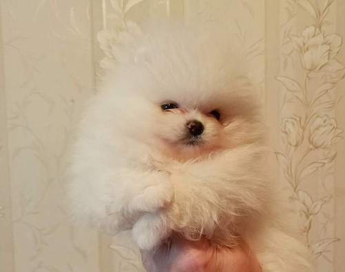 Cachorros Pomerania Lulu, Padres Importados Full Pedigree