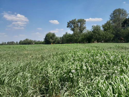 Imagen 23 de 29 de Chacra 5 Hectáreas Agro Carlos Keen Venta Oportunidad