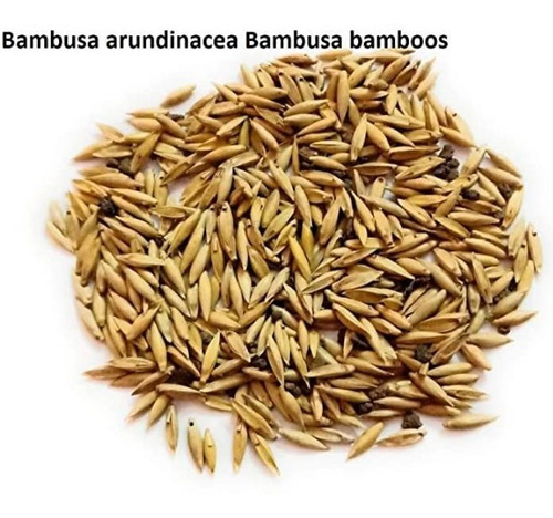 Bambu Gigante Bambusa Bamboos Arundinacea 50 Sementes P/muda