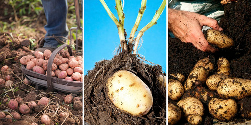 Tierra De Diatomea Insecticida Organico De Cultivo En Papas