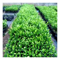 Comprar Semillas De Limón Ornamental Swinglia Cerca Viva X100g 