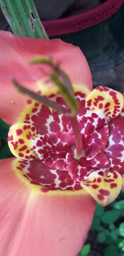 Imagen 3 de 5 de Orquidea Pirada