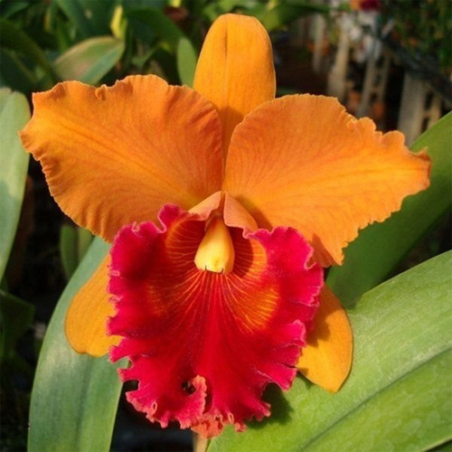 Kit 10 Mudas Orquídea Cattleyas Jovens | Frete grátis