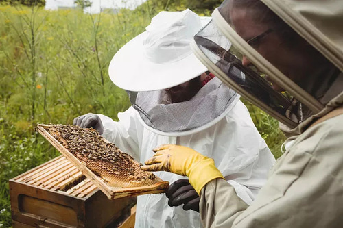 Traje De Apicultor Completo Para Mantenimiento De Abejas