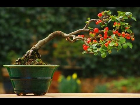 Imagem 4 de 6 de Muda De Chapéu Chinês - Holmskioldia Sanguinea - Com 40 Cm.