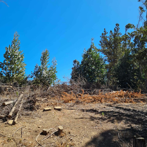 Bosque De Cipres En Zona Urbana