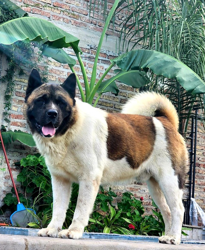 Akita Americano Cachorros (fca)