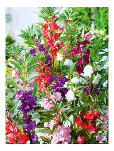 Balsamina Dobrada Sortida - 3grs/ 330 Sementes Aproximado