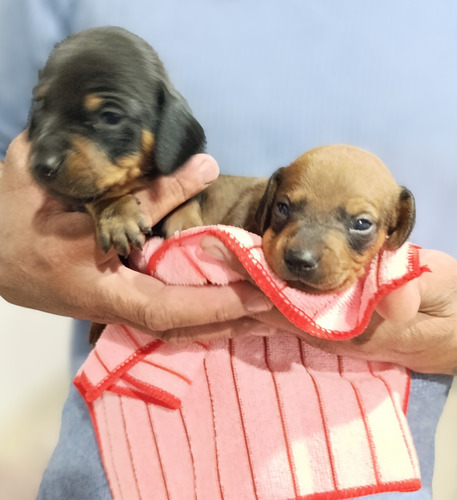 Perros Salchichas