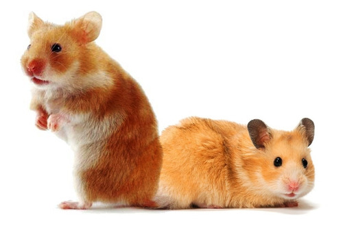 Hamsters Sirios Mascotas Ideales Para Los Pequeños Del Hogar