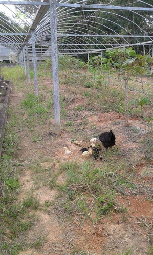 Imagem 4 de 28 de Sítio À Venda, 45.000 M² Por R$ 800.000 - Aceita Permuta De Imóvel Até 300 Mil Em Mogi Das Cruzes - Parque Residencial Itapeti - Mogi Das Cruzes/sp - Ch0009