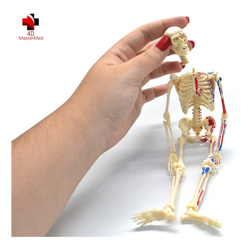 Anatomia Do Esqueleto + Esqueleto E Músculos - Kit 4d Master
