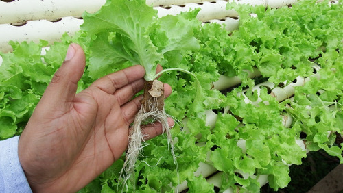 Imagen 5 de 5 de Caja De Espuma Agrícola Para Hortalizas (5.520 Cubos)