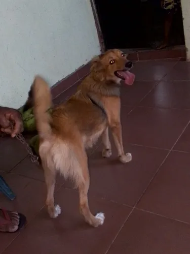 Lindos Cachorros En Adopción