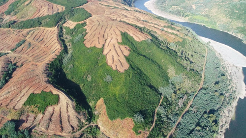 Predio Forestal En Constitución, Regeneración Plan De Manejo