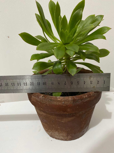 Imagen 3 de 6 de Suculenta Rosa Negra Planta