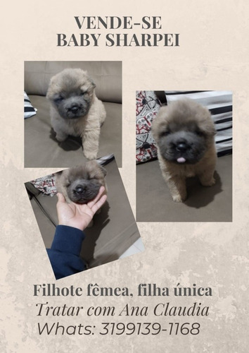 Imagem 1 de 5 de Filhote Fêmea Shar Pei