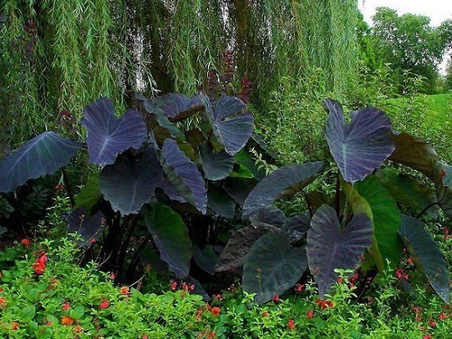 Planta Colocacia Black Magic (hoja Elegante Negra) | Meses sin intereses
