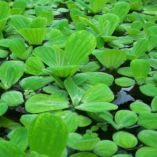 50 Semillas De Planta Acuatica  Lechuga  De Agua