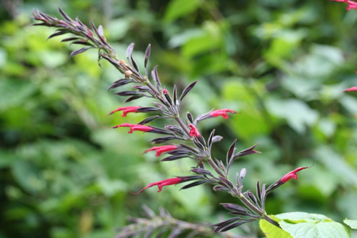 Salvia Longistyla - Semillas