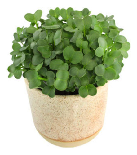 Sementes De Mostarda P/ Cultivo De Microgreens / Microverdes