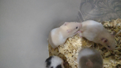 Hamster Sírios Filhotes