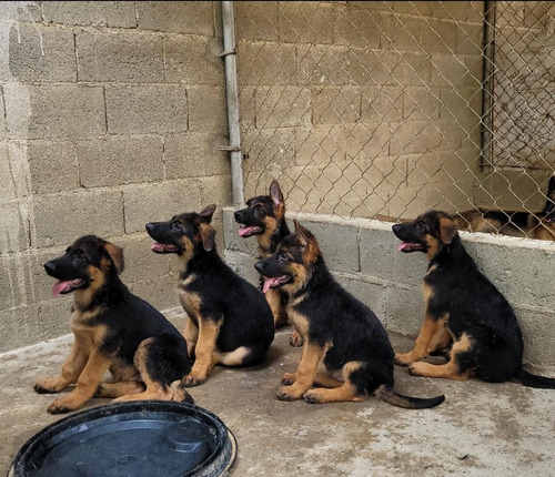 Cachorros Pastor Alemán Con Excelente Pedigree 